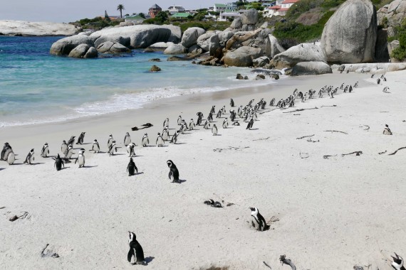 Boulders Beach South Africa (12)