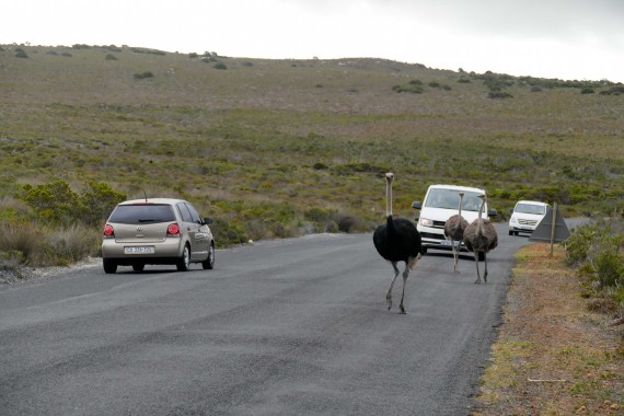 Le Cap, Capetown (32)