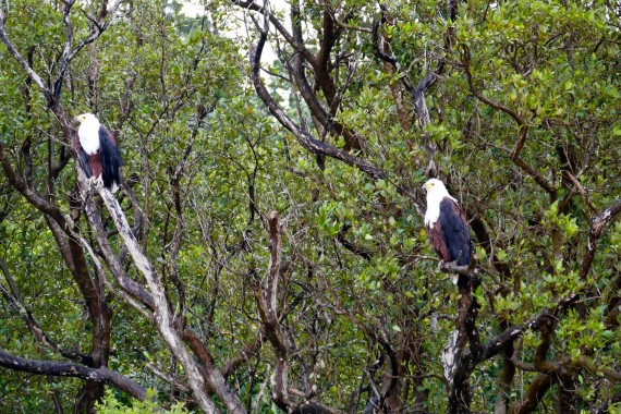 Afrique du Sud (4)