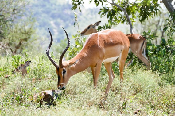 Afrique du Sud (52)