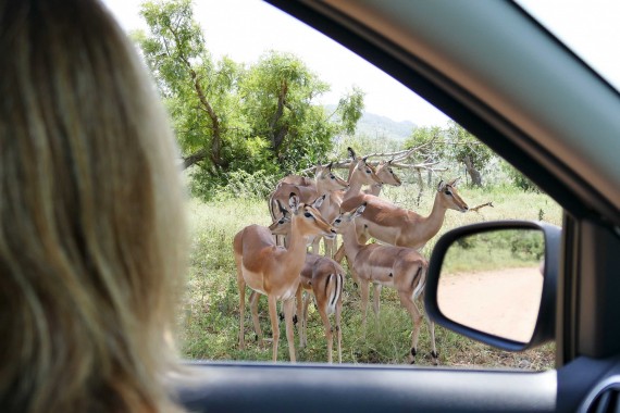 Afrique du Sud (53)