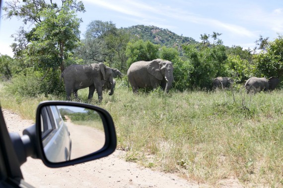 Afrique du Sud (55)