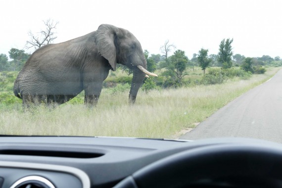 Afrique du Sud (73)