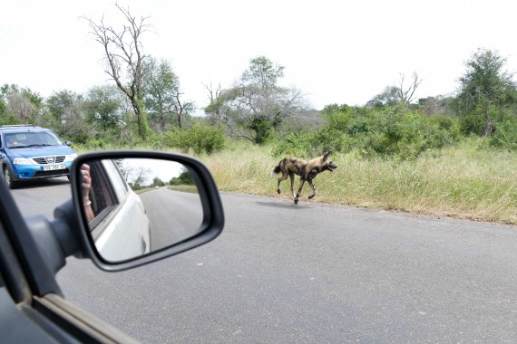 Afrique du Sud (75)