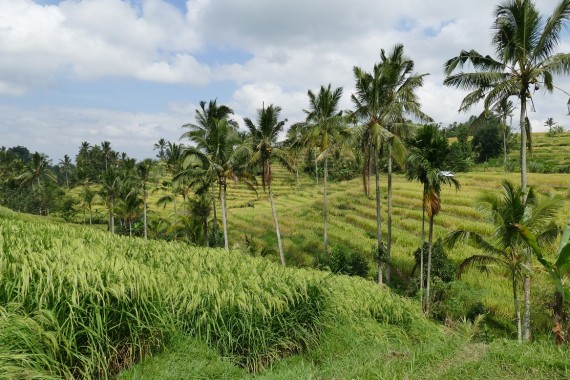 Jatiluwih (5)