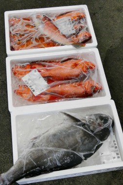 Fish Market Sakai