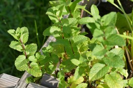 herbes