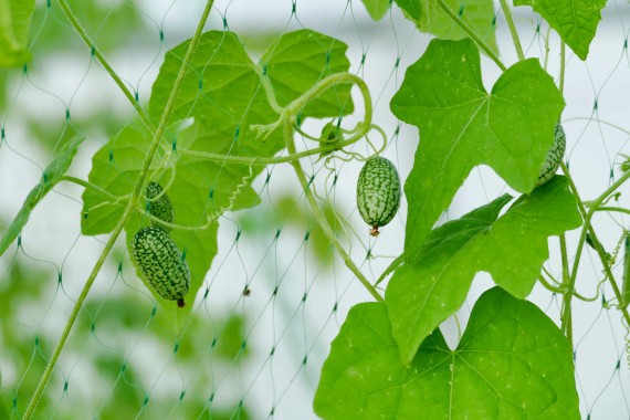 Potager La Maison d'à Coté (11)