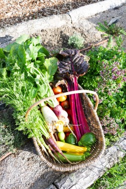 Potager La Maison d'à Coté (15)