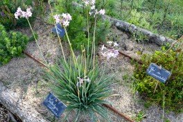 Potager La Maison d'à Coté (3)