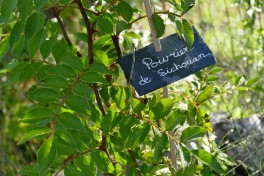 Potager La Maison d'à Coté (4)