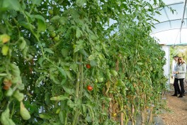 Potager La Maison d'à Coté (8)