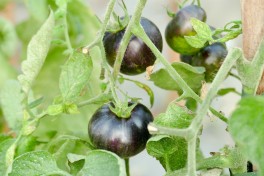 Potager La Maison d'à Coté (9)