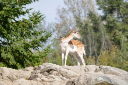 parc omega