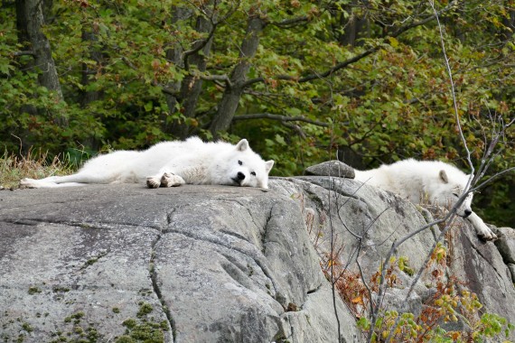 parc omega