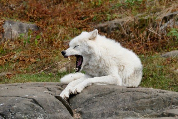 parc omega