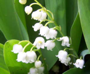 Quelques brins de muguet porte bonheur...