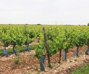 Ile de Ré - Les Régalades: oursinerie, vignobles (cognac), bière, marais salants... et confitures!