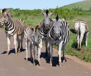 A la rencontre des animaux sauvages en Afrique du Sud