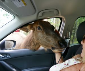 Voyage au Québec : visite du Parc Omega et dîner au restaurant Laurie Raphaël