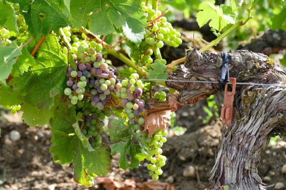 Veraison Chateau Carbonnieux