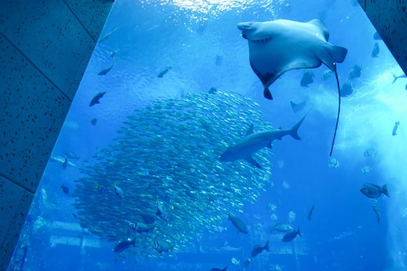 aquarium Dubaï