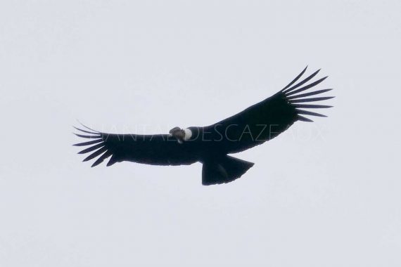 condor patagonie