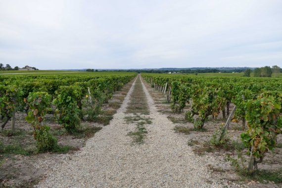 Dans les vignes Lafaurie Peyraguey