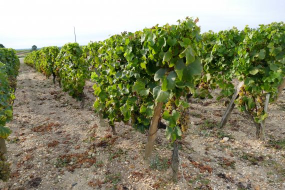 Vigne Lafaurie Peyraguey
