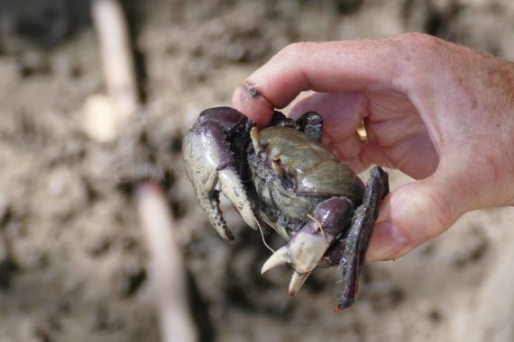 Crabe - Nordeste Brésil