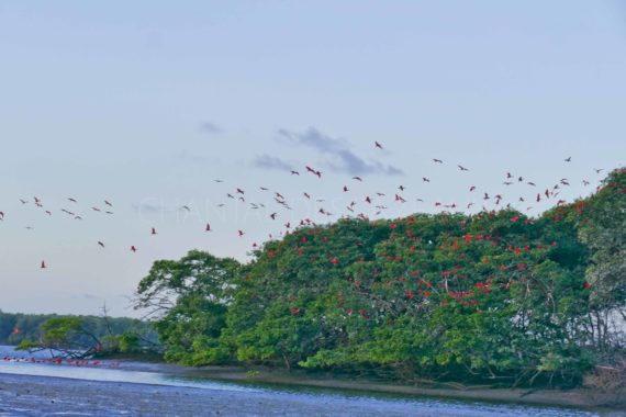 Ibis rouge dans le Nordeste du Brésil