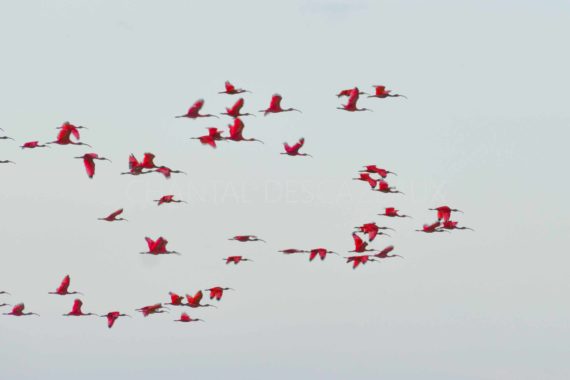 ibis rouges