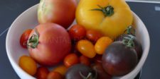 Tomates couleur