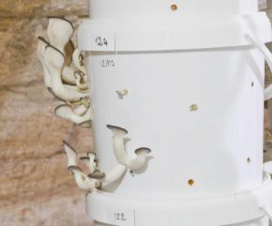 La champignonnière de La Mirande, une idée géniale de Florent Pietravalle
